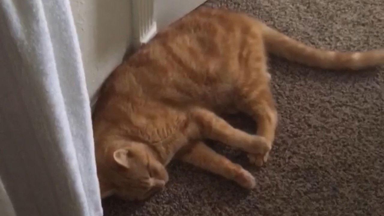 The Adventures of Murphy the Cat #3