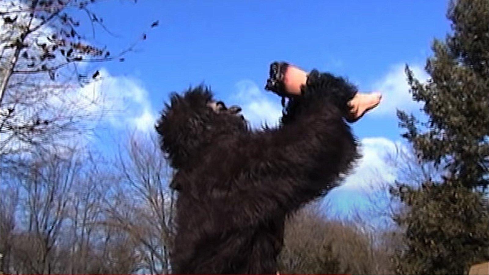 Sasquatch z przedmieścia