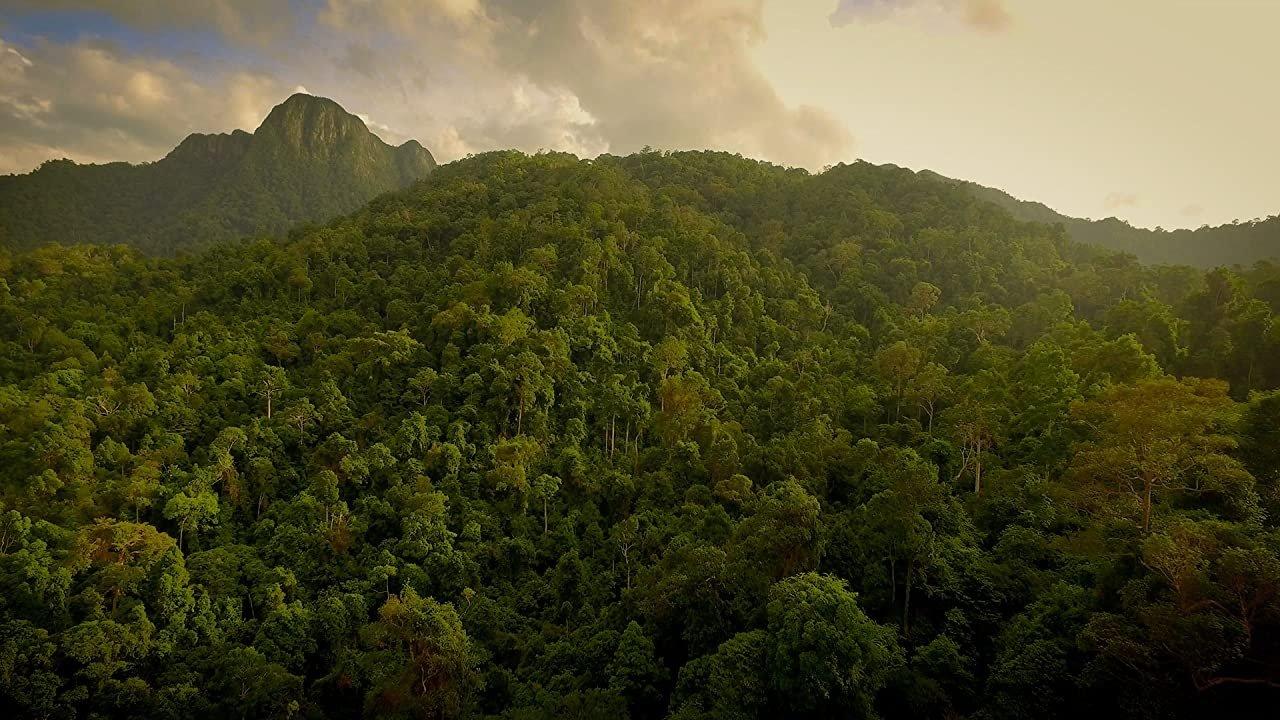 The Forgotten Forests of Malaysia