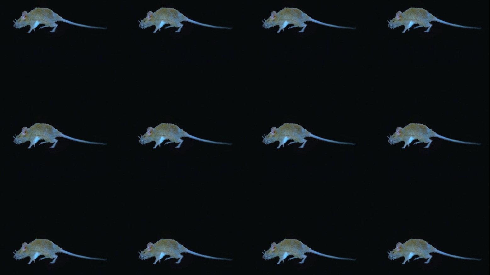 The Experience of a Rat