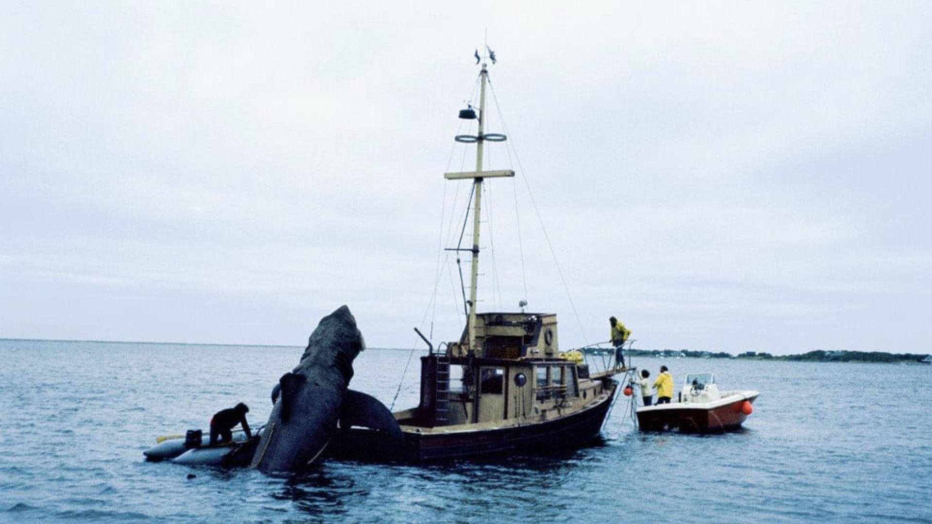 In the Teeth of Jaws