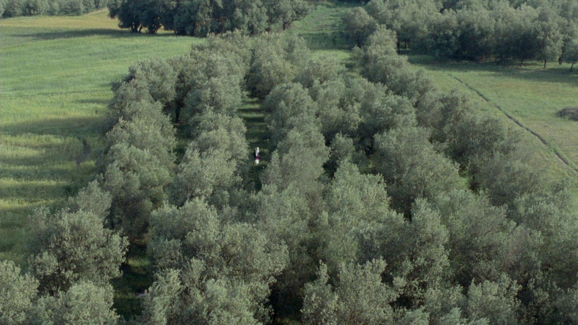 زیر درختان زیتون