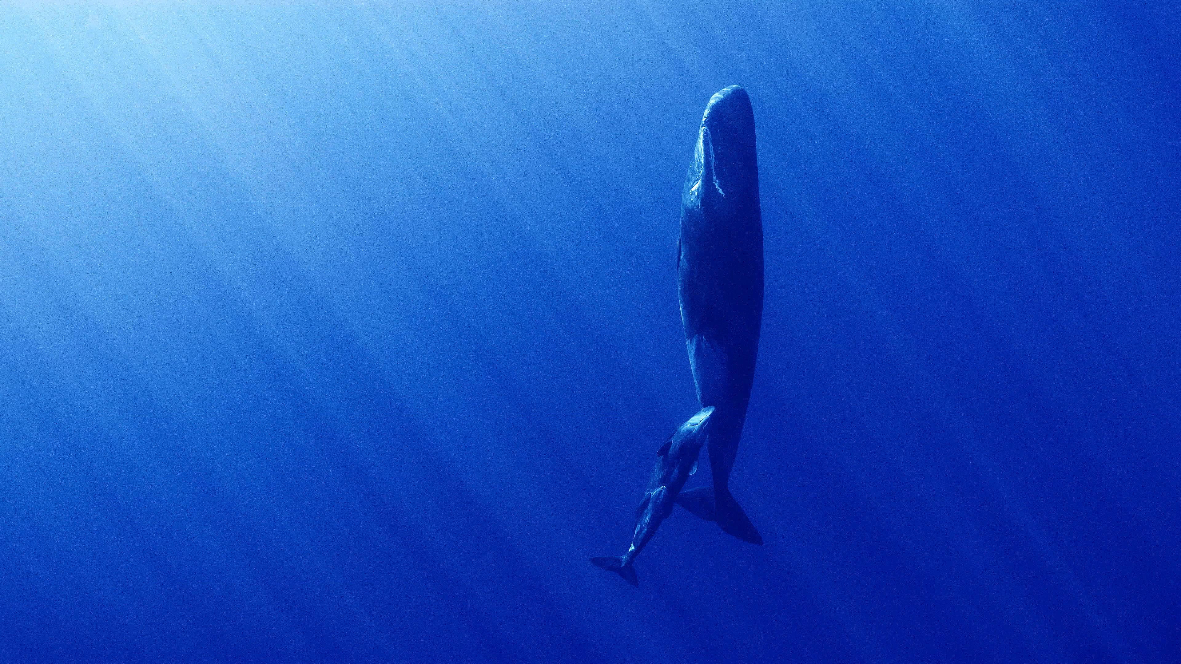 극장판 고래와 나