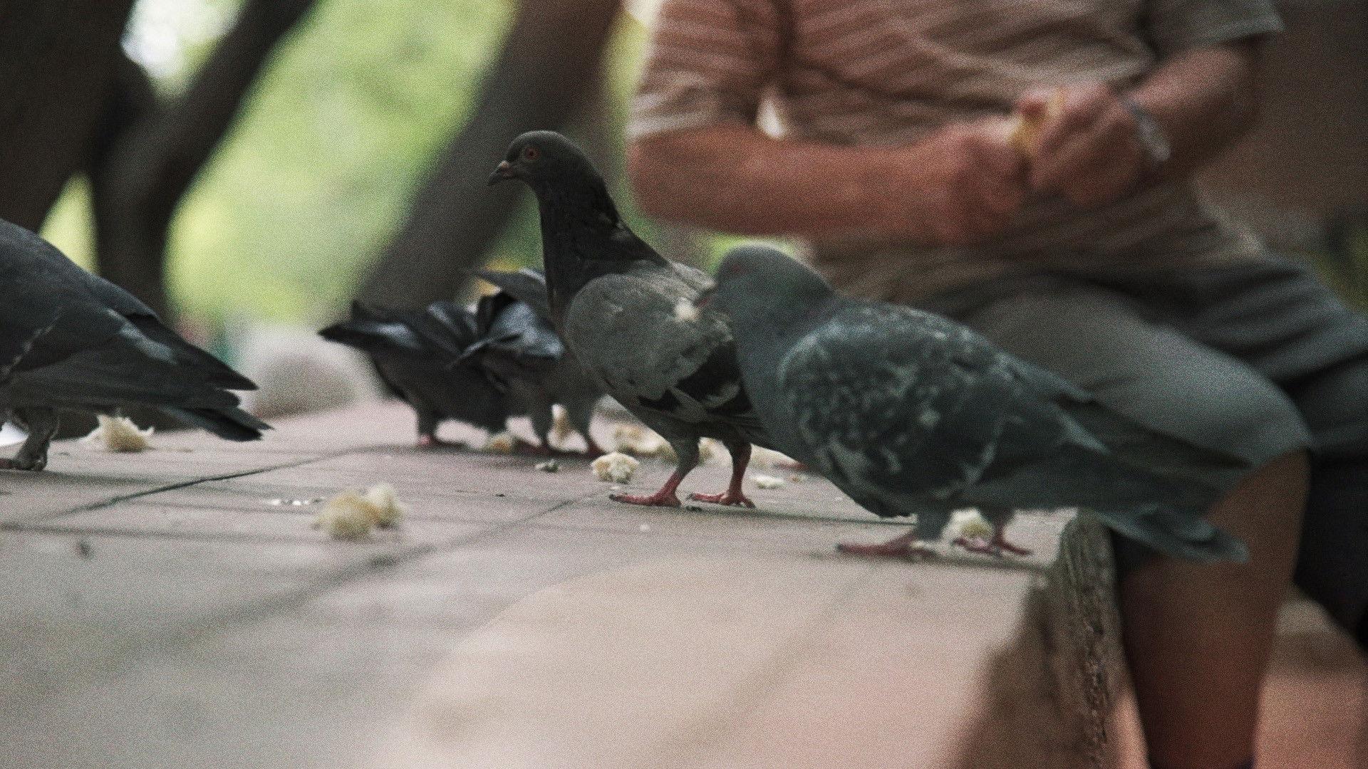 Buscando al Hombre Paloma