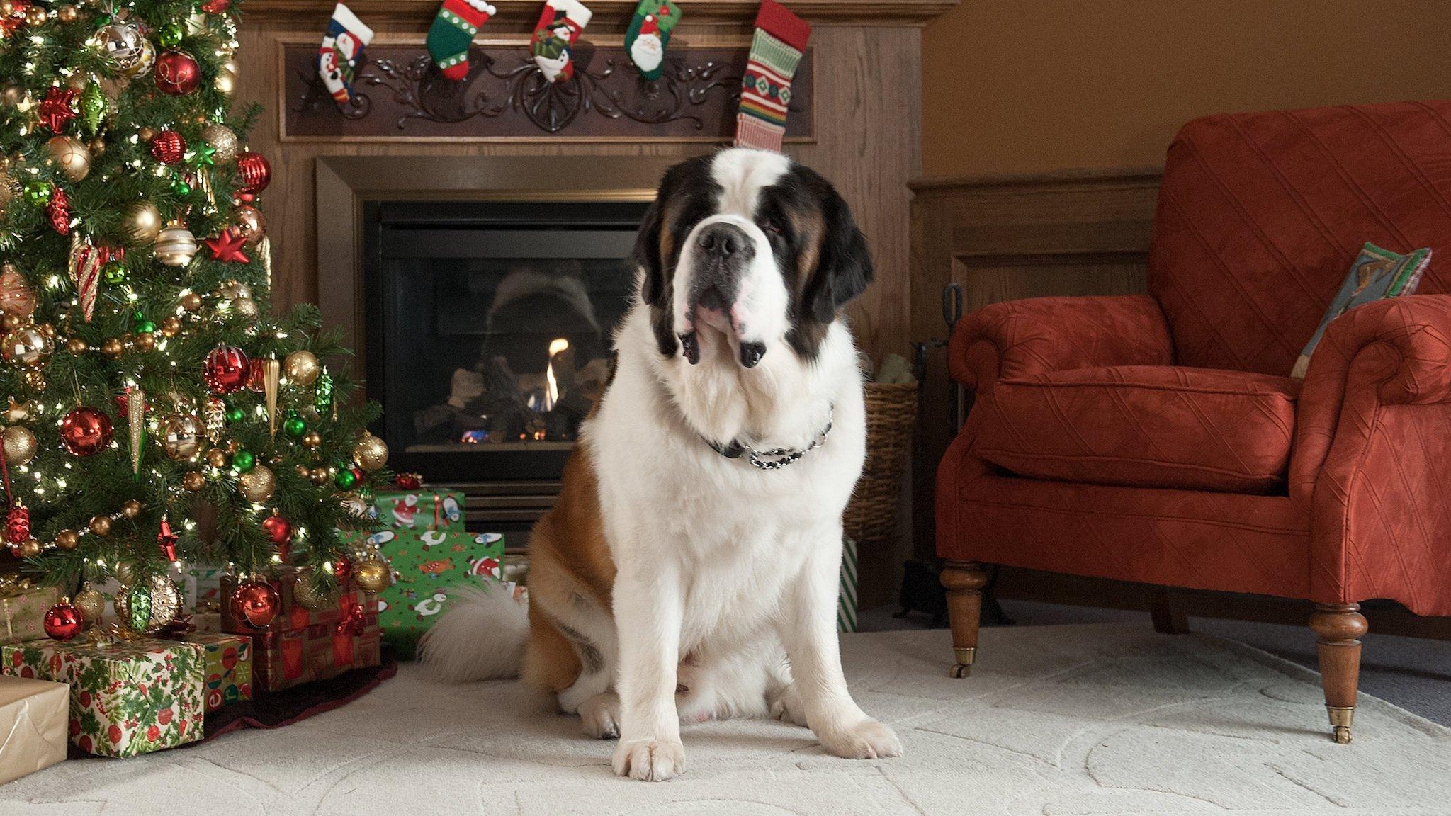 Beethoven - Świąteczna przygoda