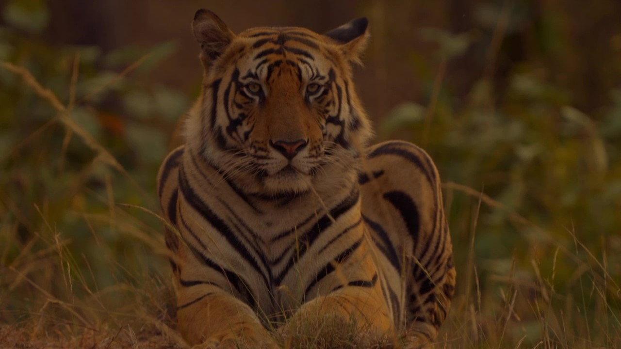 Sundarbans, le dernier royaume du tigre
