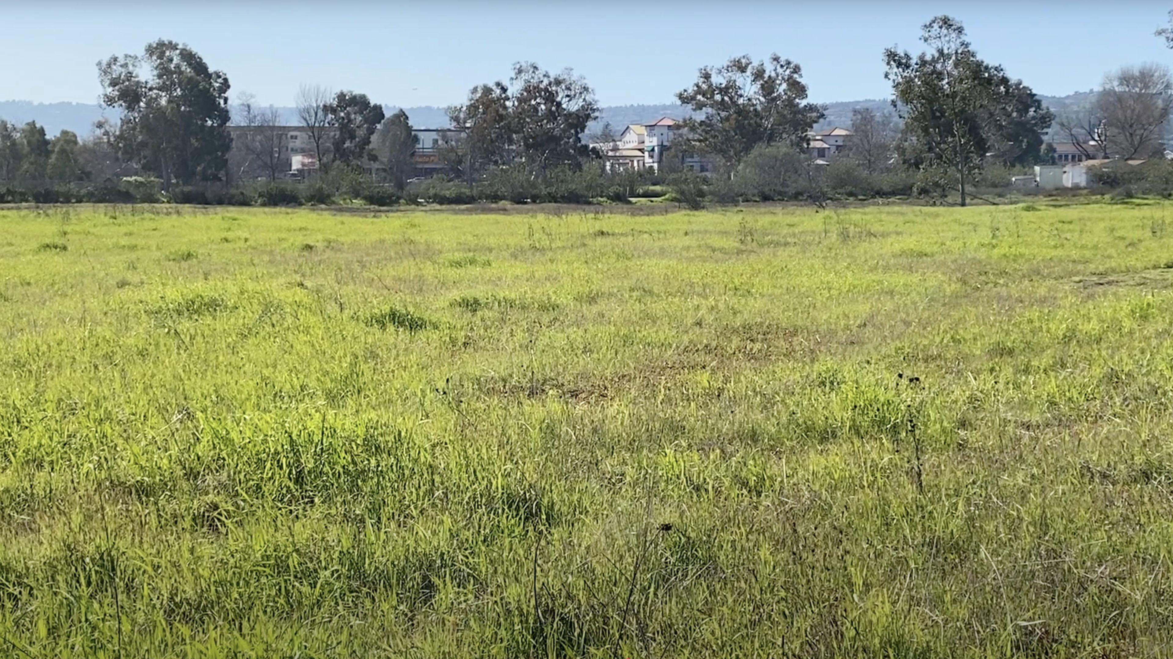 Madrona Marsh