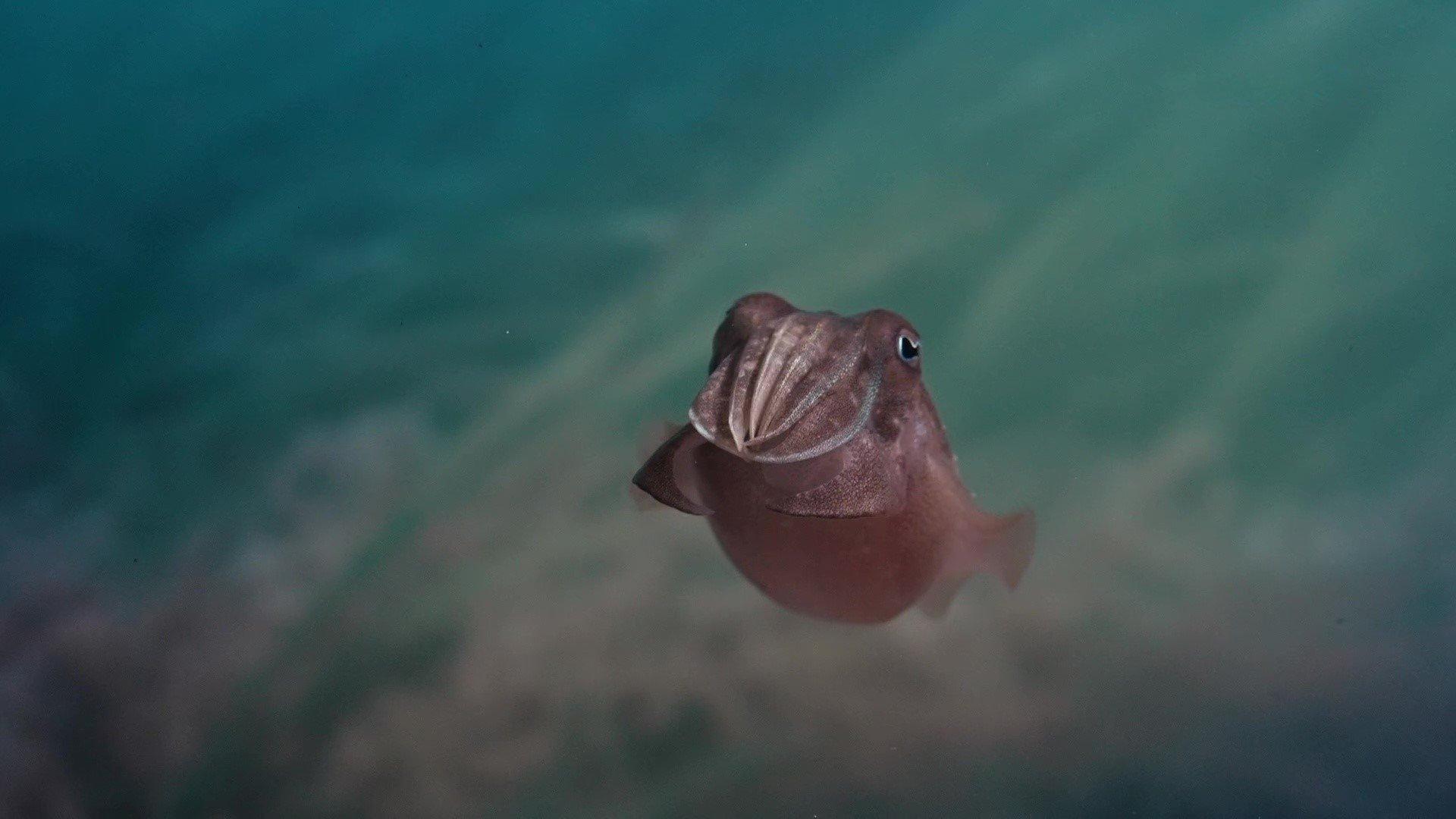 Sépia, l'odyssée d'une seiche