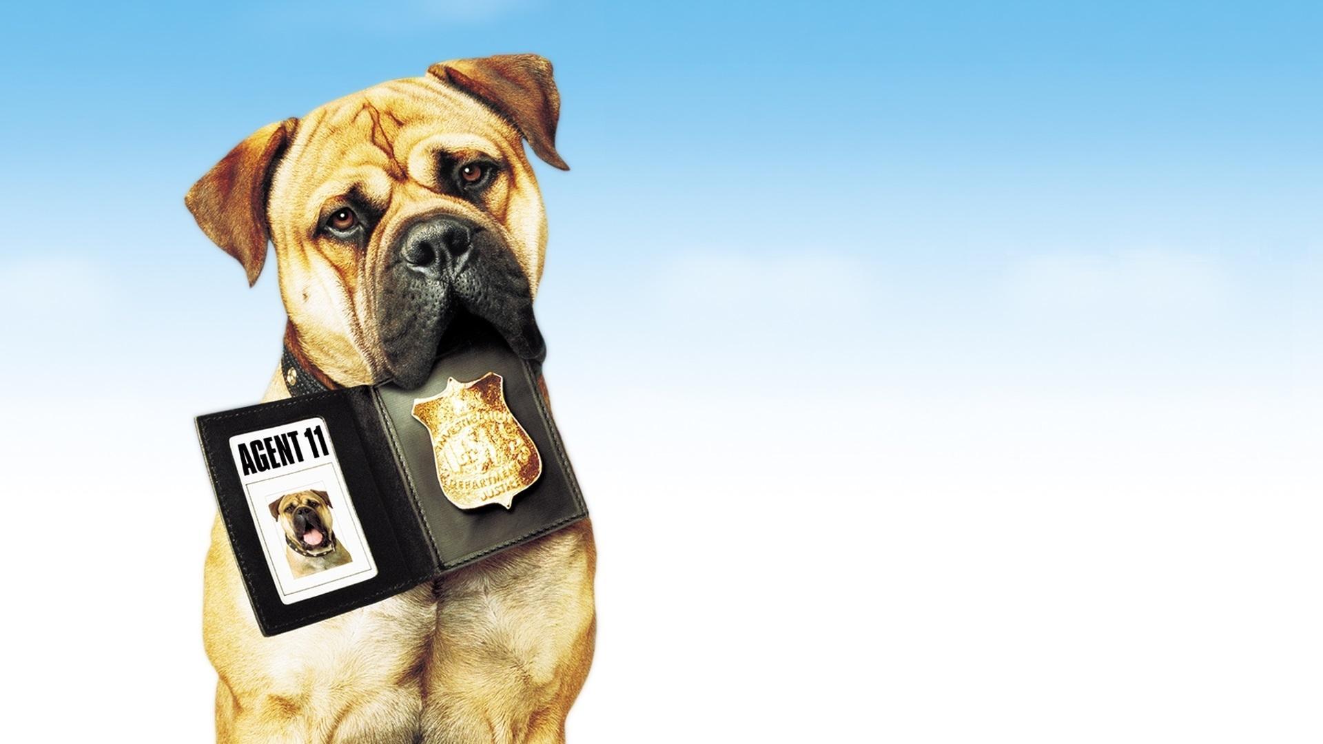 Agencie, podaj łapę