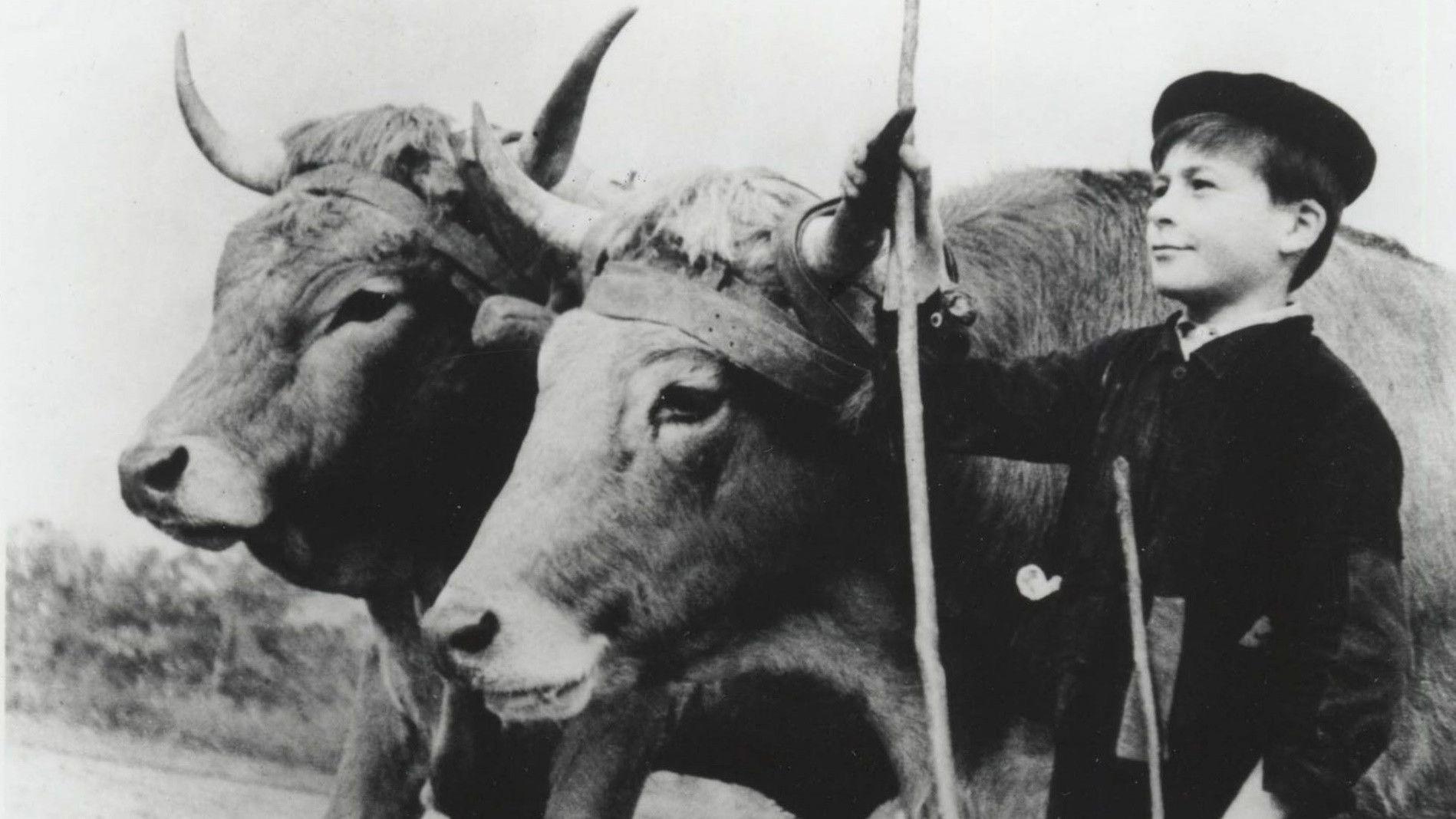 Farrebique ou les Quatre Saisons