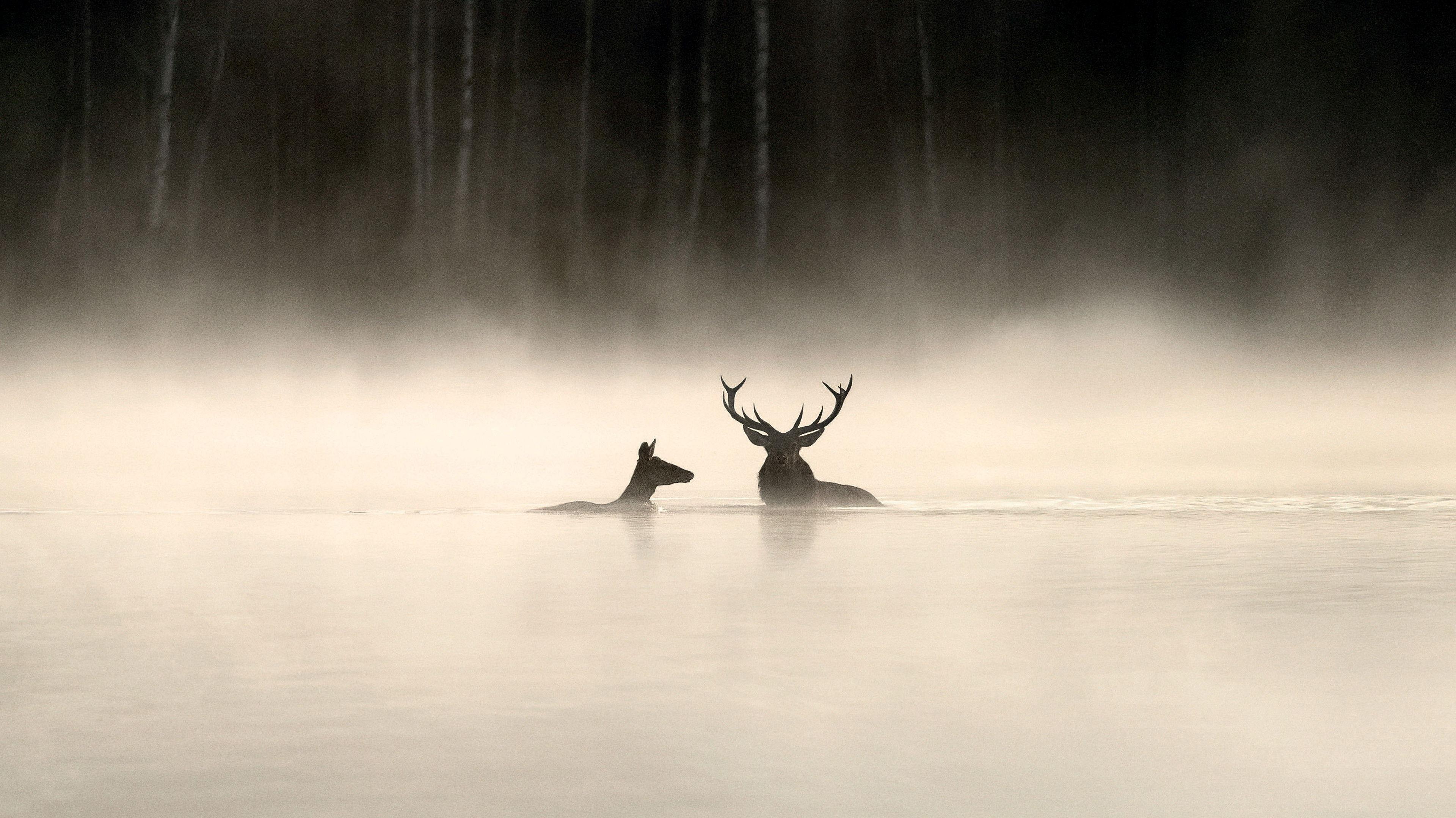 Le chant des forêts