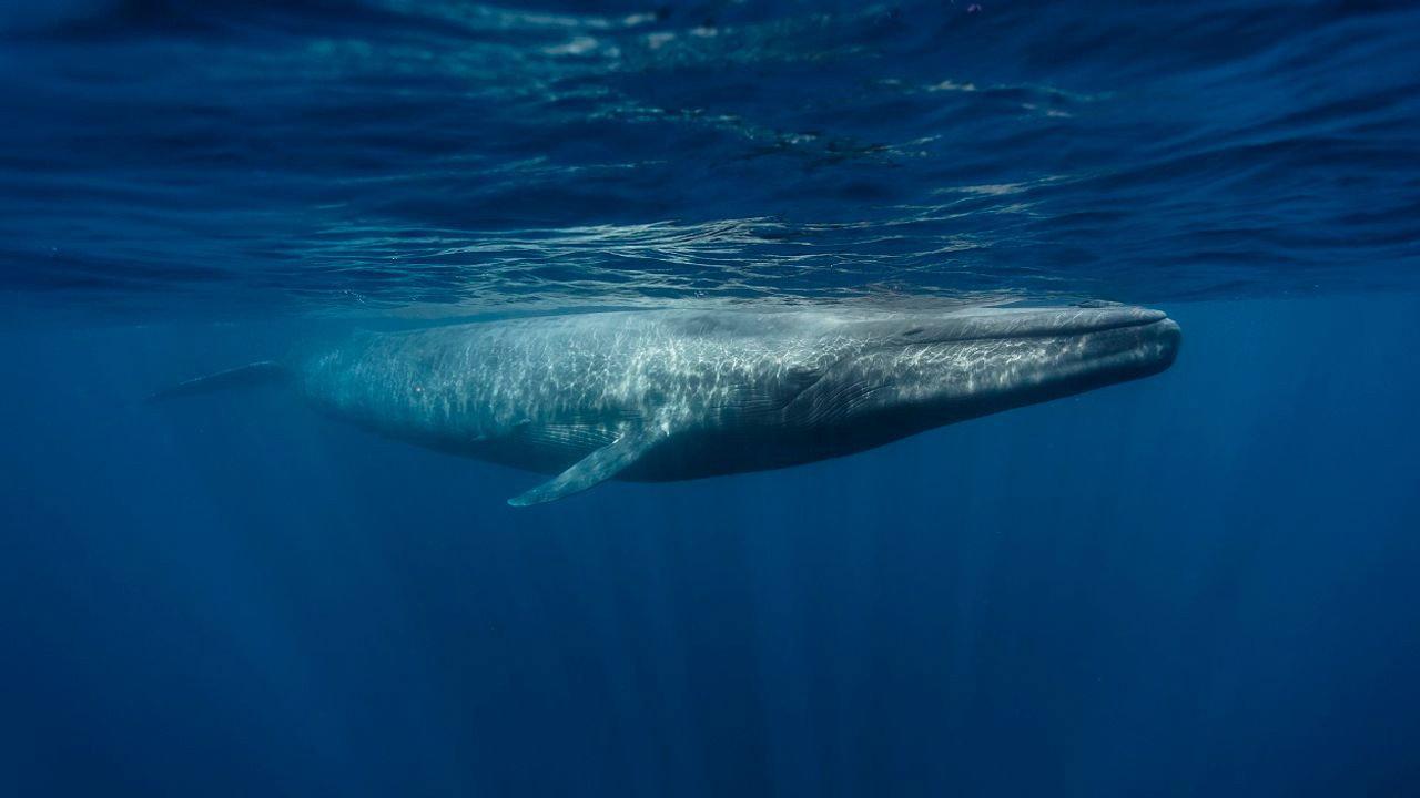 Le retour des baleines à bosse
