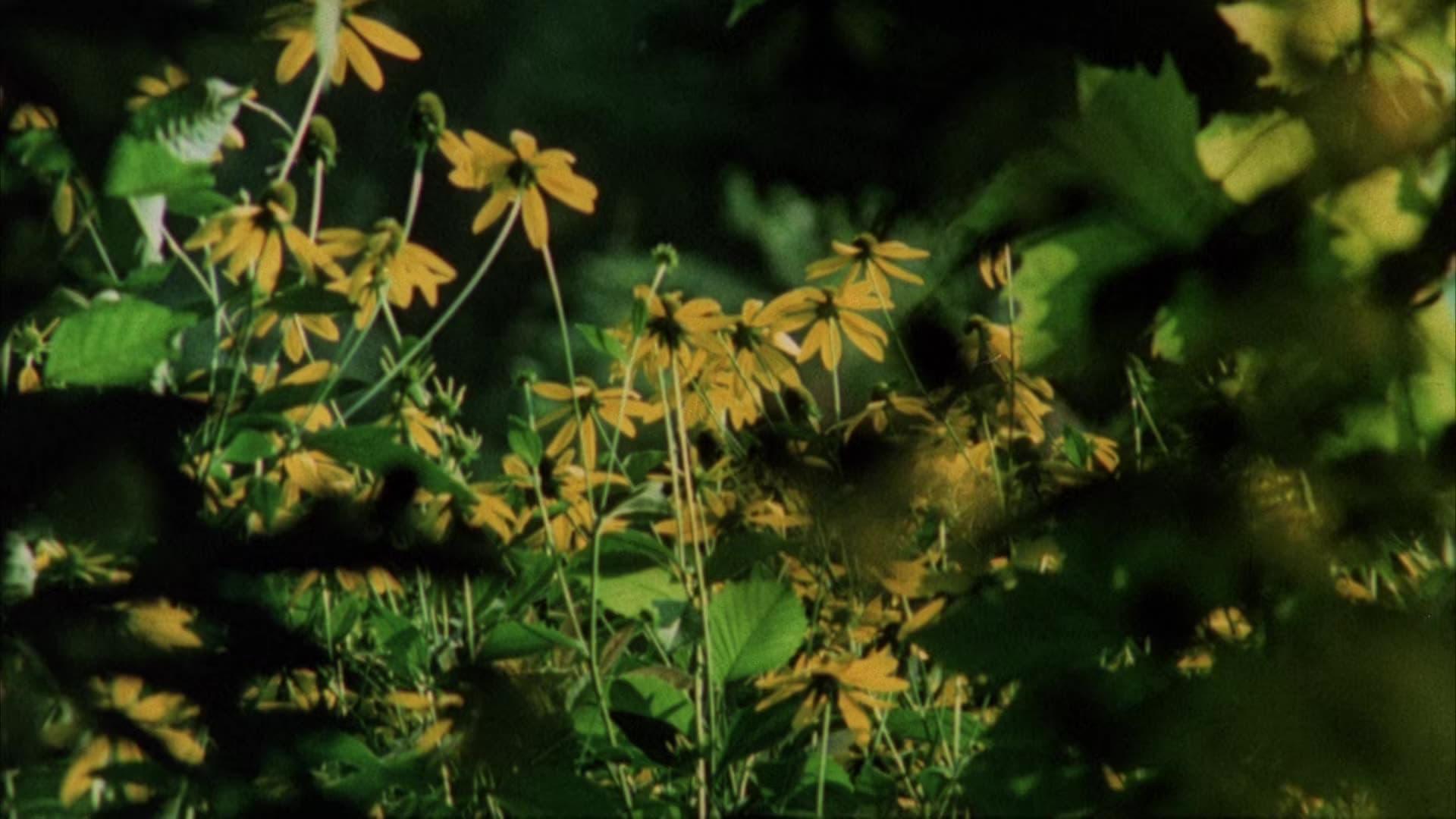 Vizi privati, pubbliche virtù