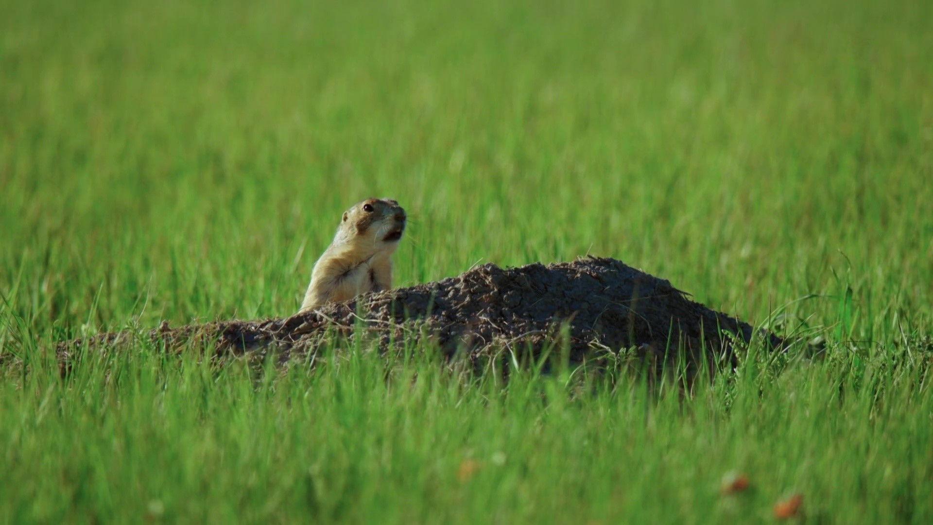 Il était une fois dans la prairie