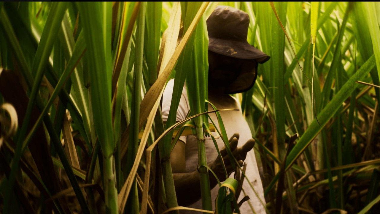 El Silbido del Cañaduzal