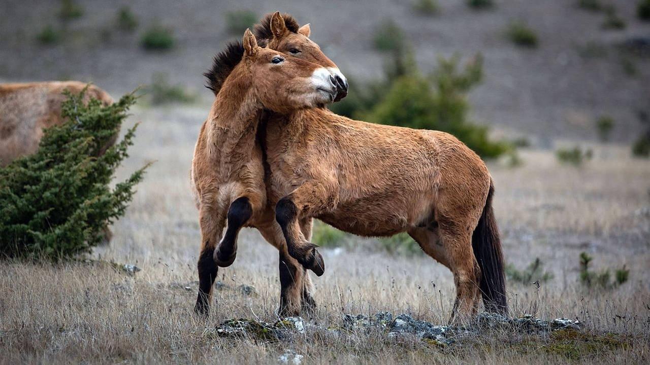 Vivant parmi les vivants