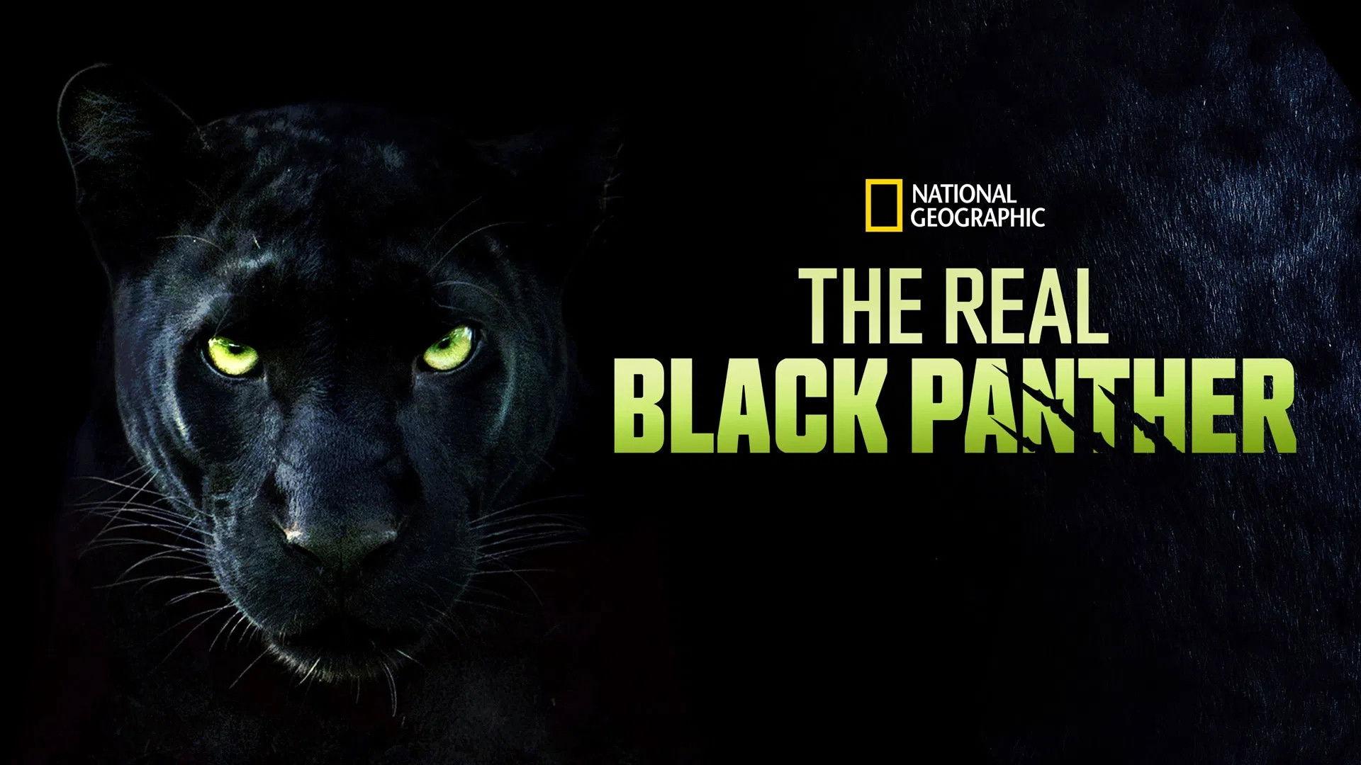 The Real Black Panther