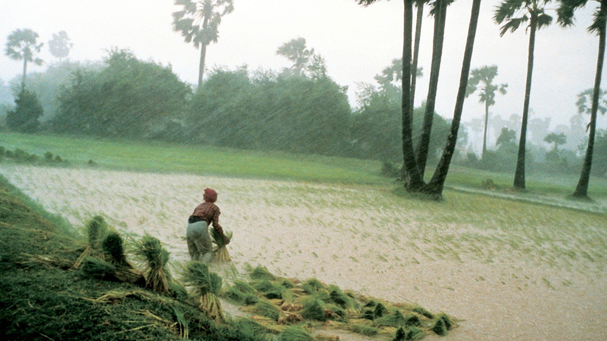 អ្នកស្រែ