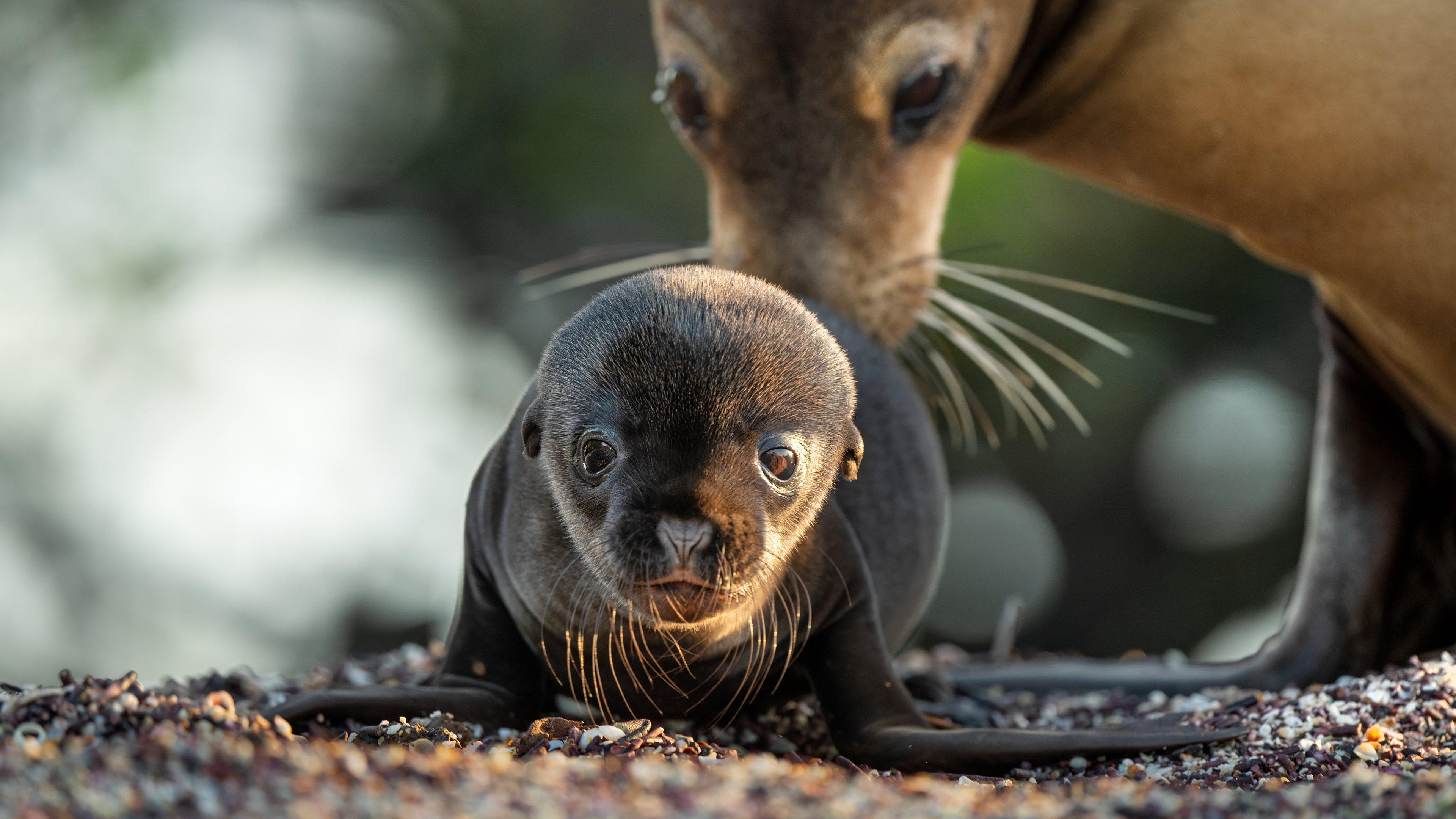 Lwy morskie z wysp Galapagos