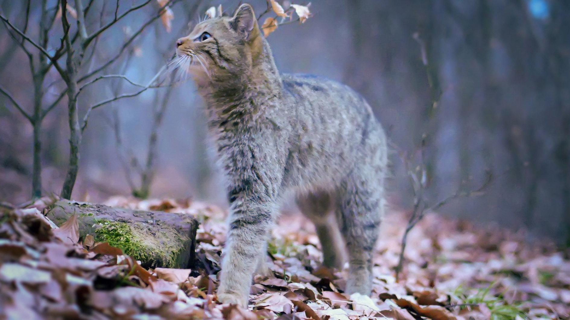 Wilde Wälder