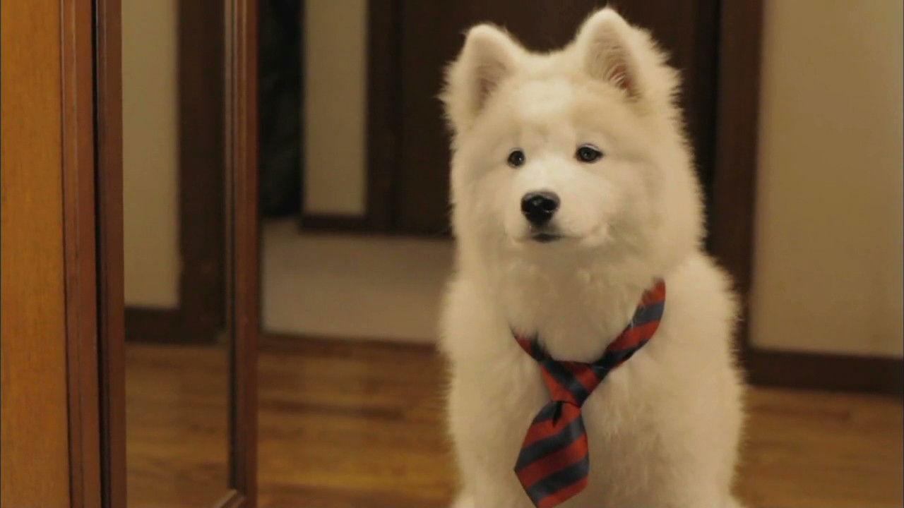 犬飼さんちの犬