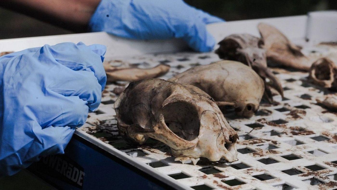 Vulture Culture: Creating Afterlives