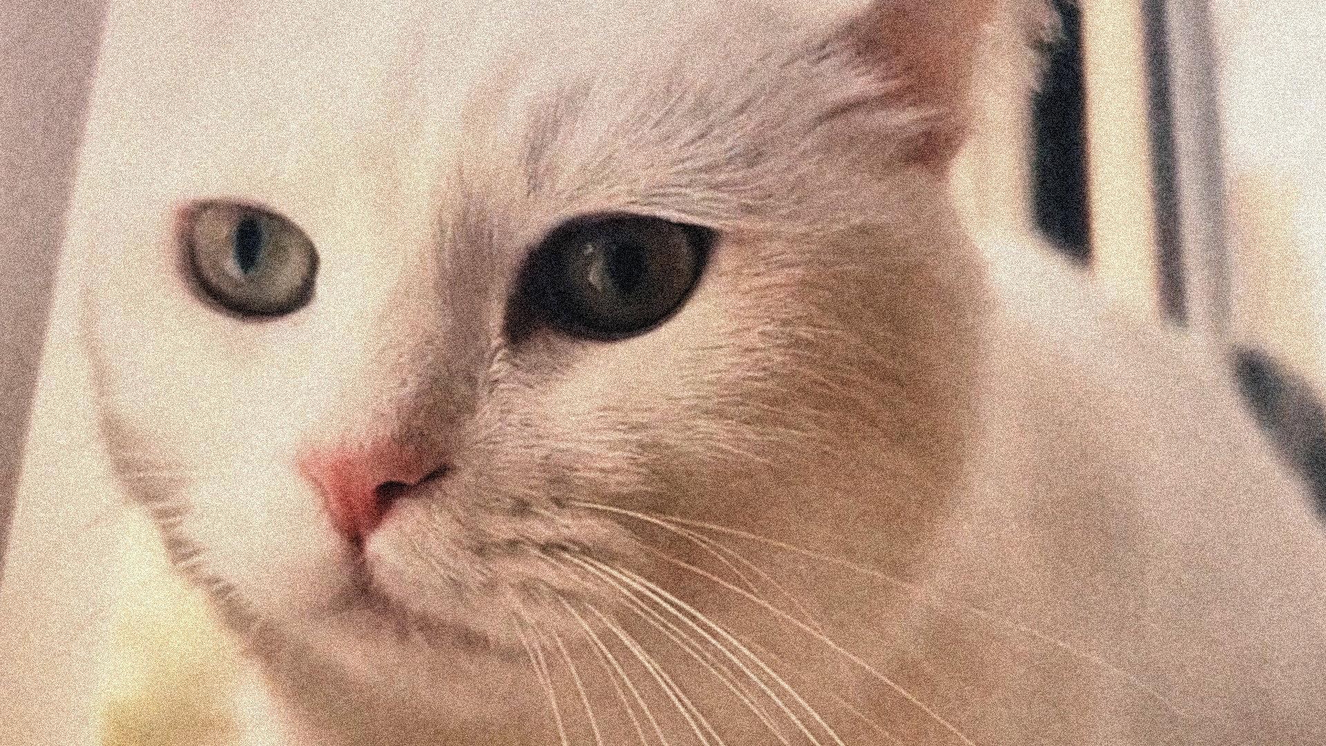 缺席的猫