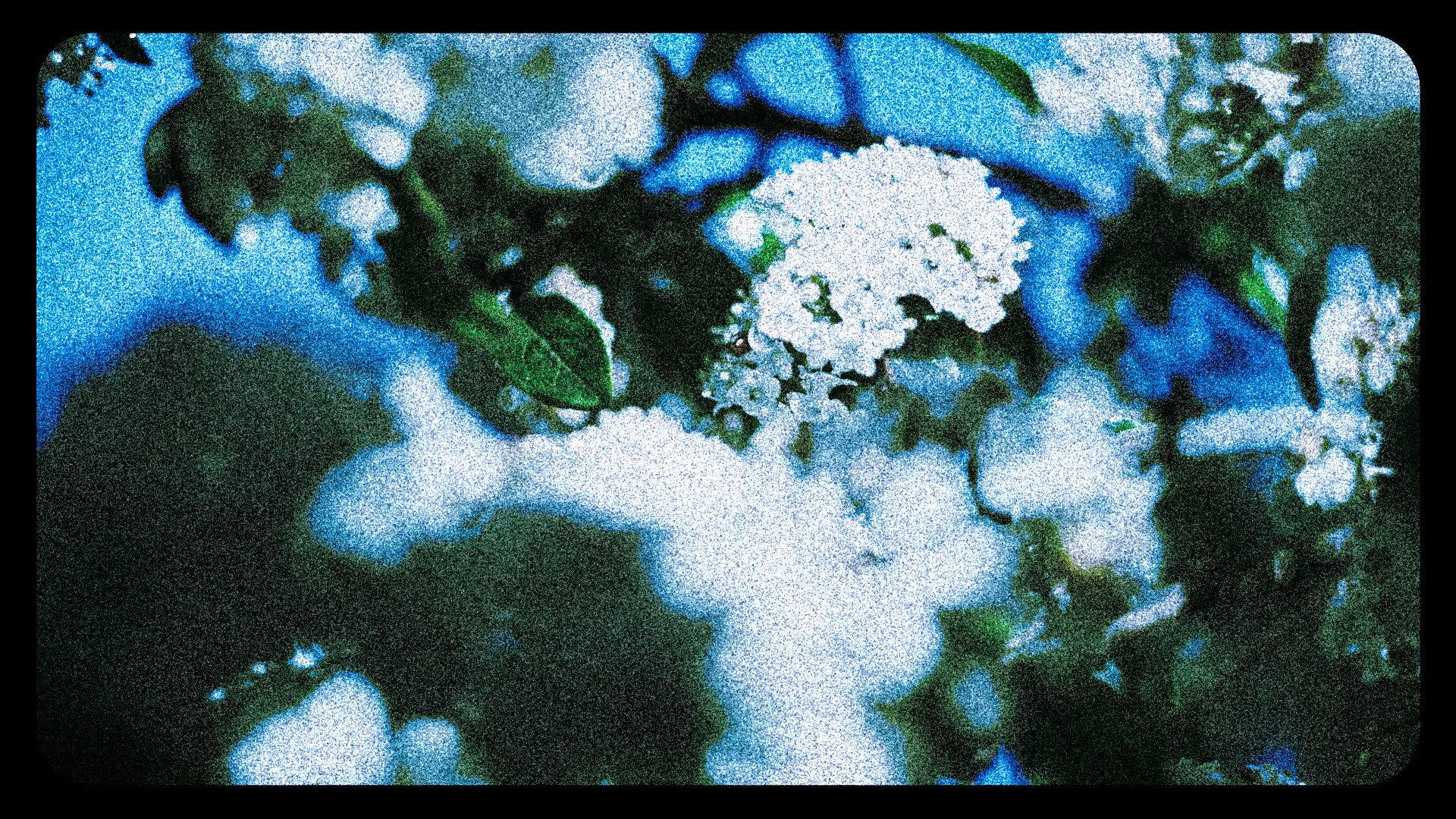 Flores (III)