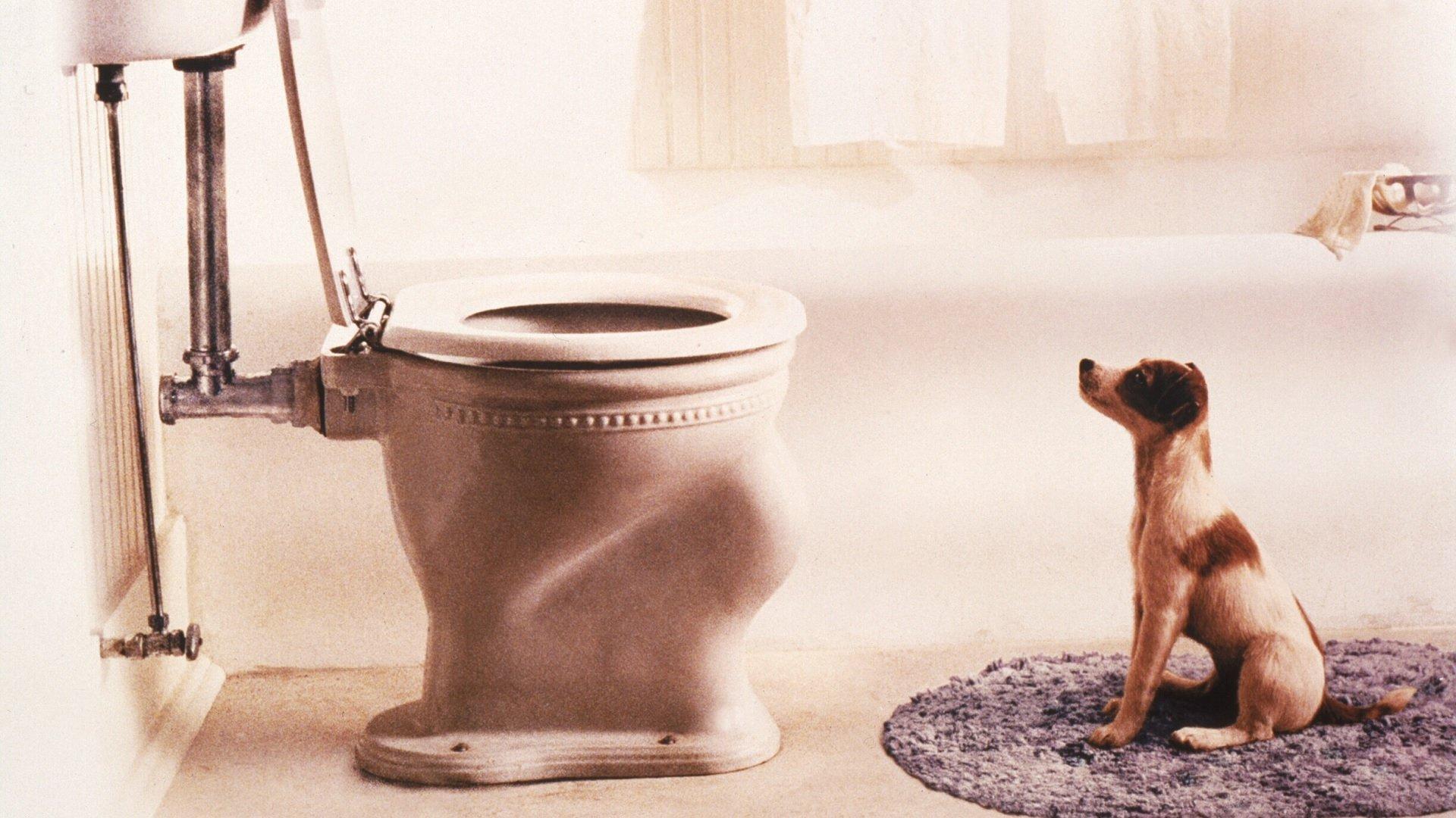 Mój przyjaciel, Skip