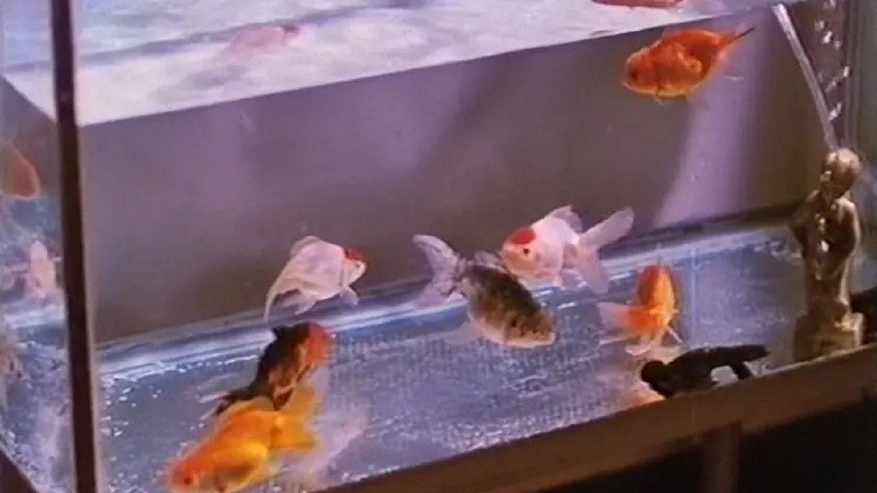 金鱼
