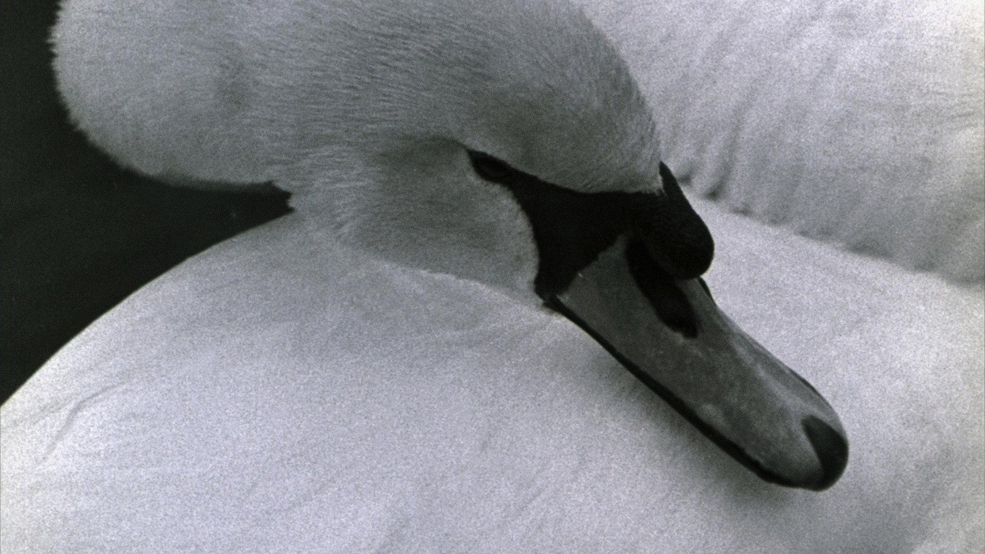Swan