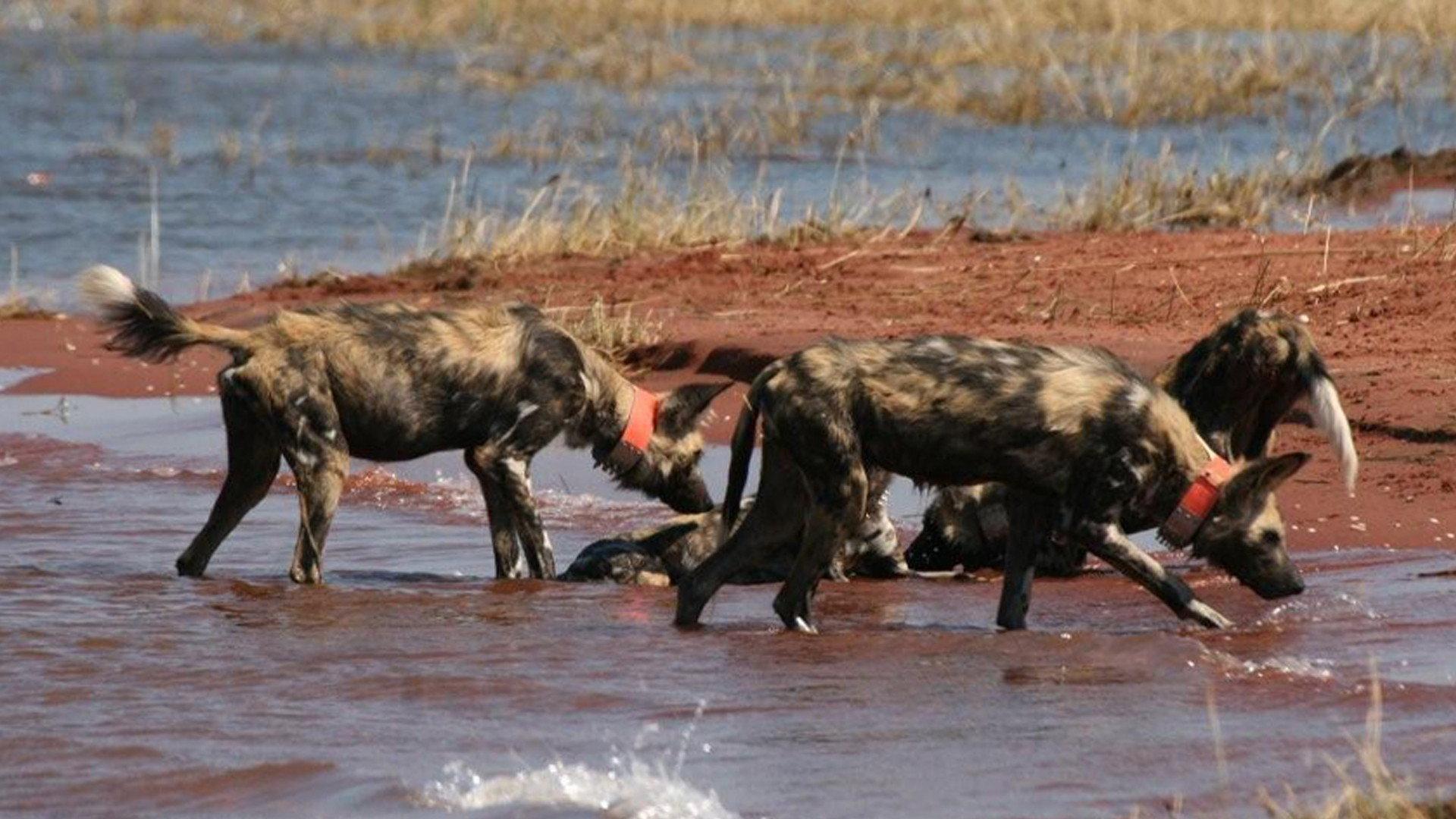 Wild Dog Island