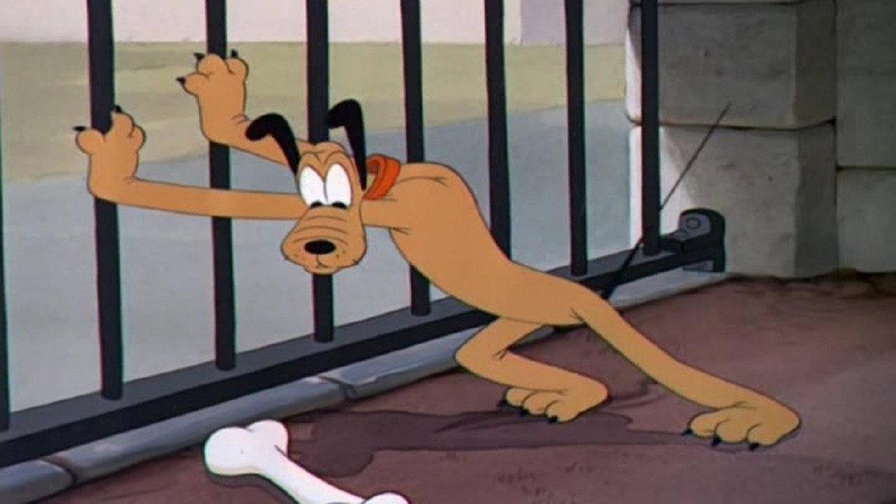 Pluto w Zoo