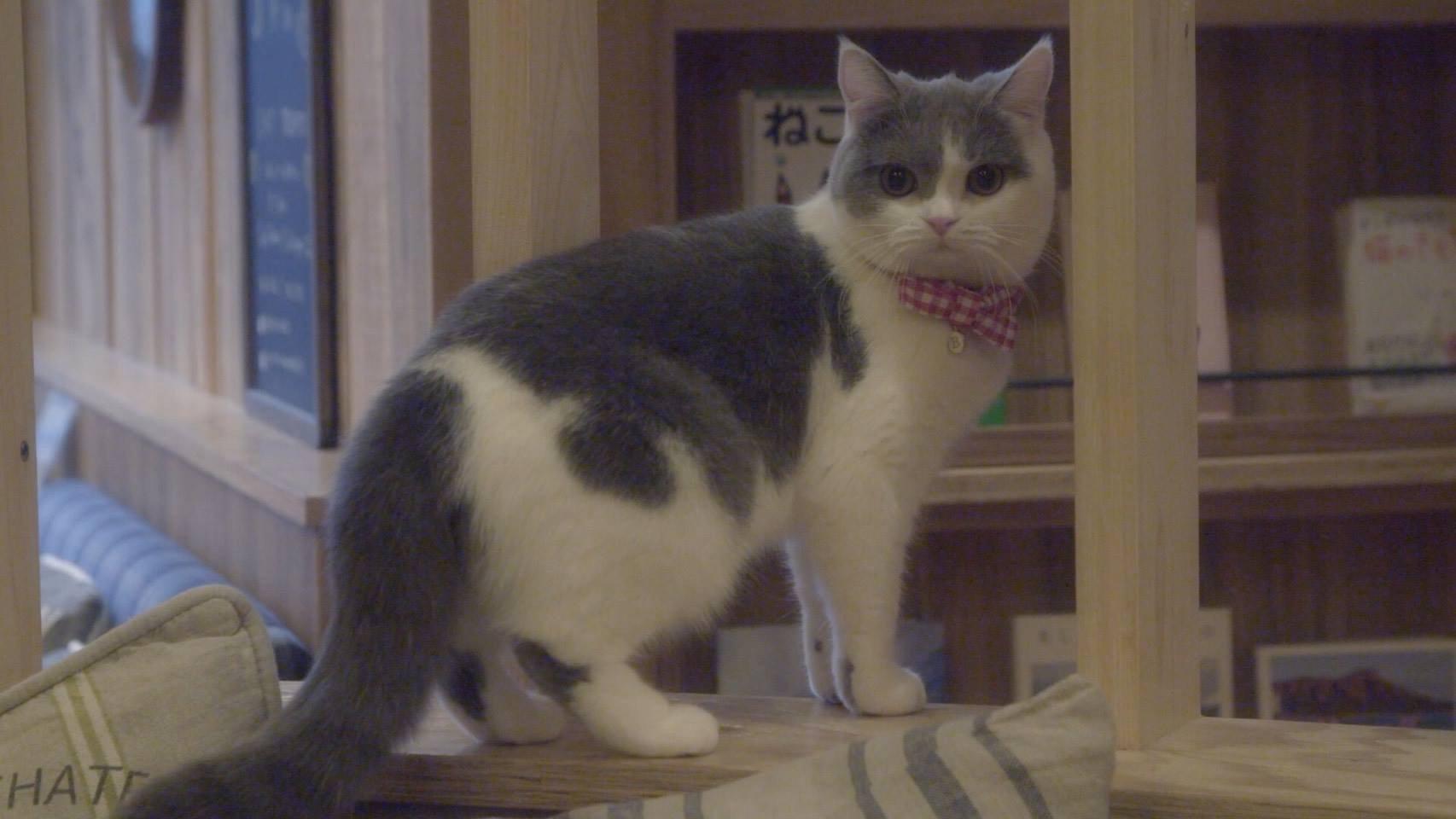 猫カフェ