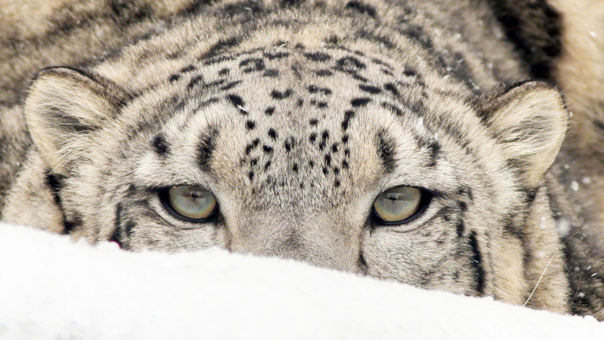 Duch gór - pantera śnieżna