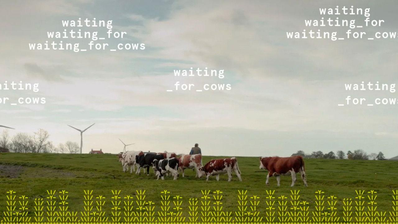 waiting_for_cows