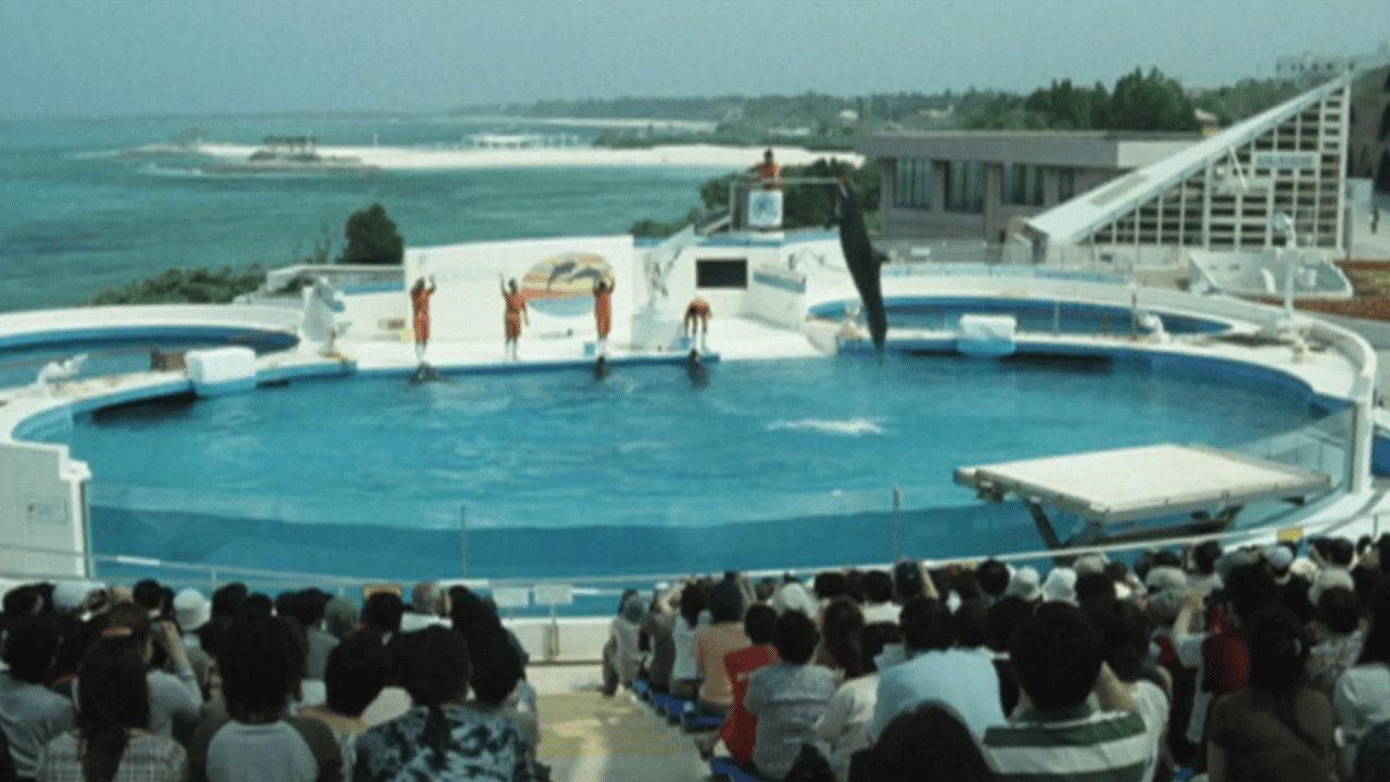 ドルフィンブルー フジ、もういちど宙へ