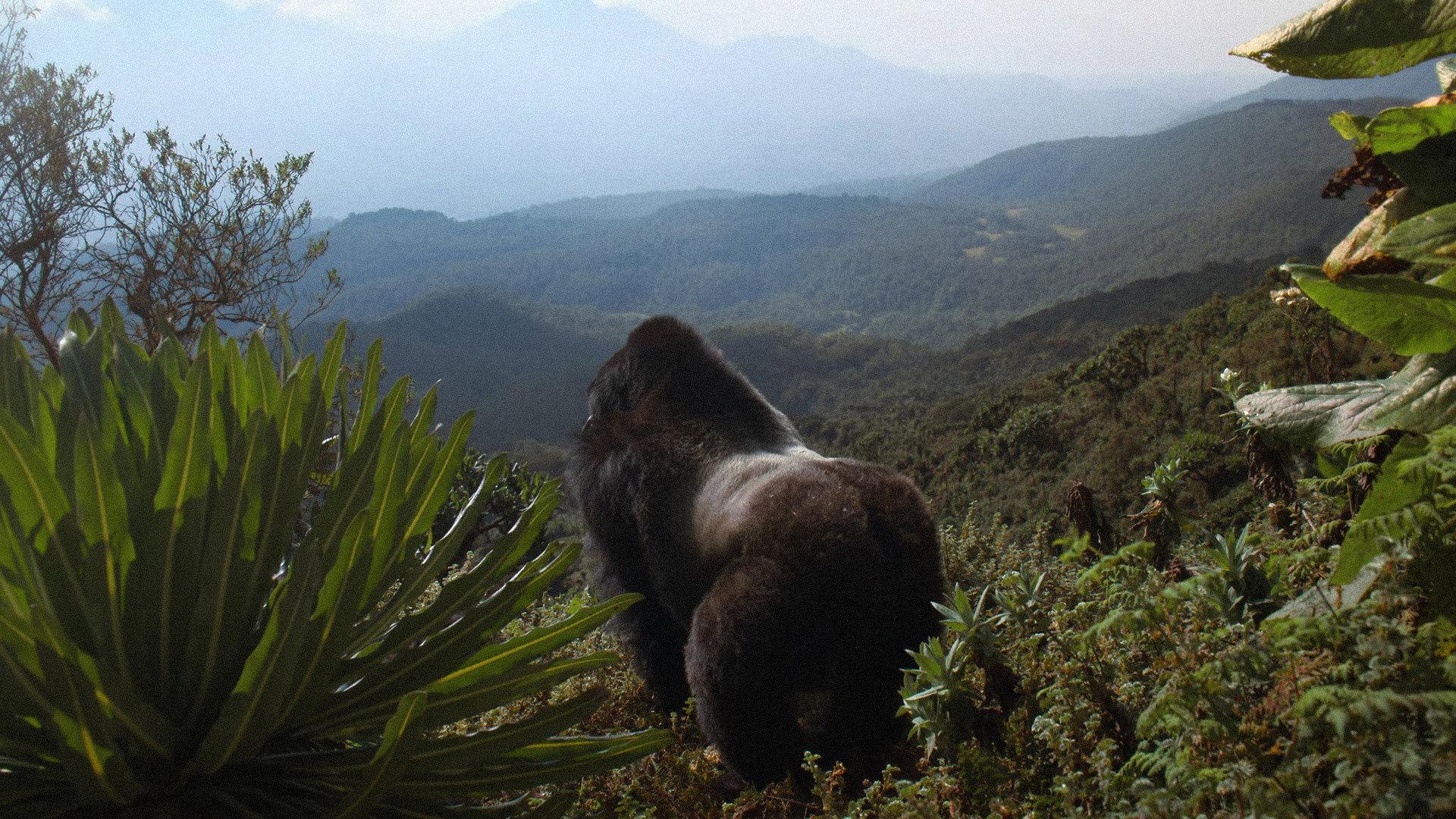 David Attenborough: Opowieść o gorylach