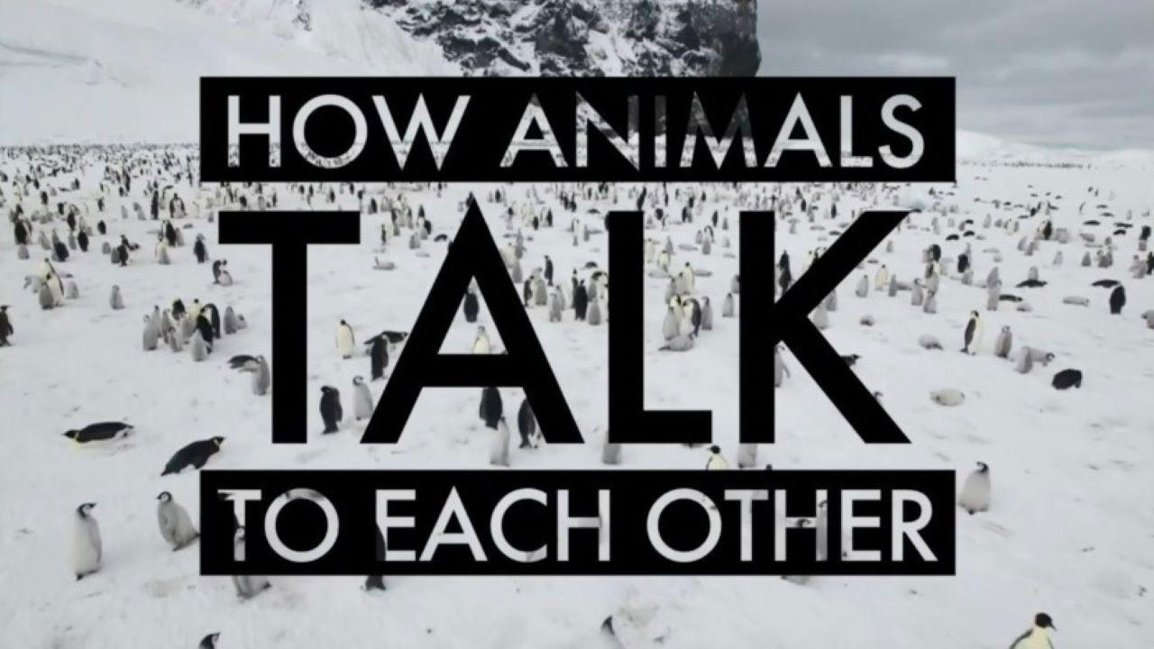 How Animals Talk To Each Other