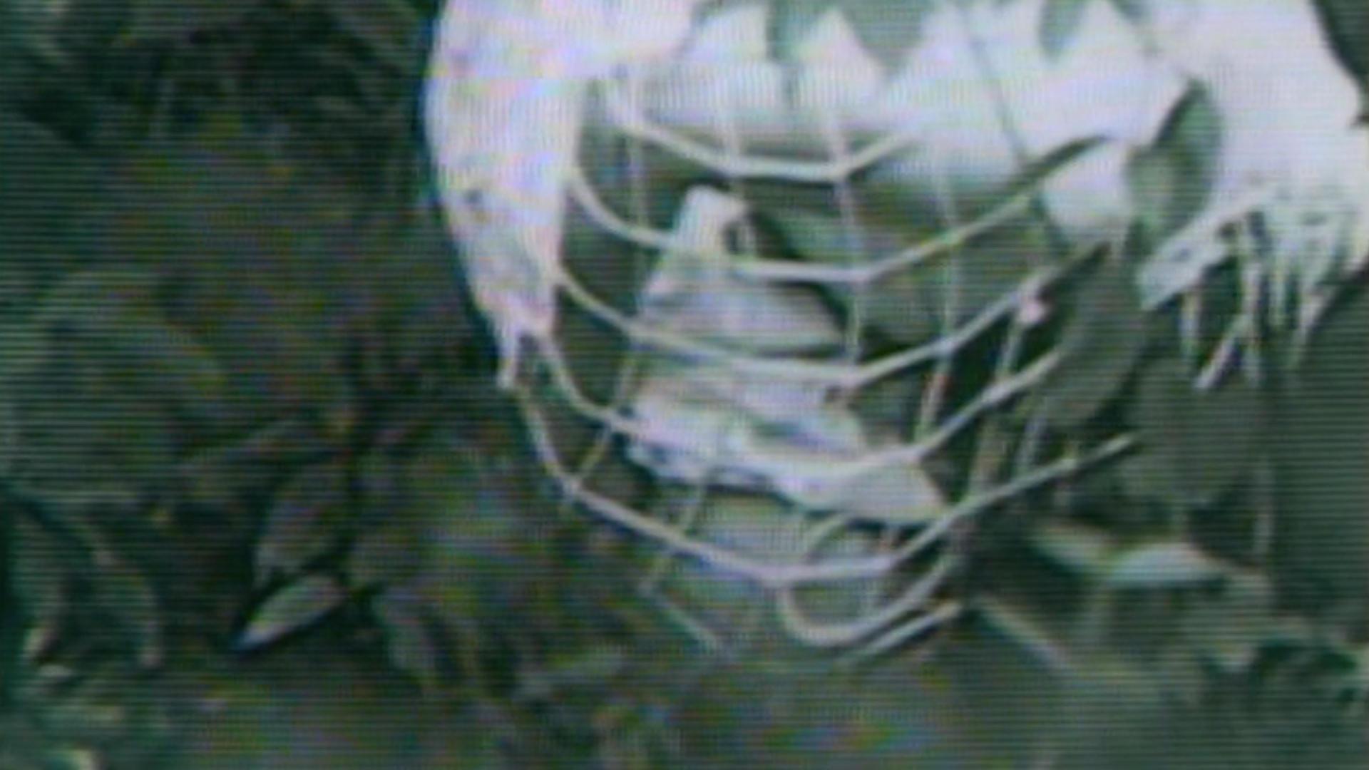 Królik doświadczalny: Diabelski eksperyment