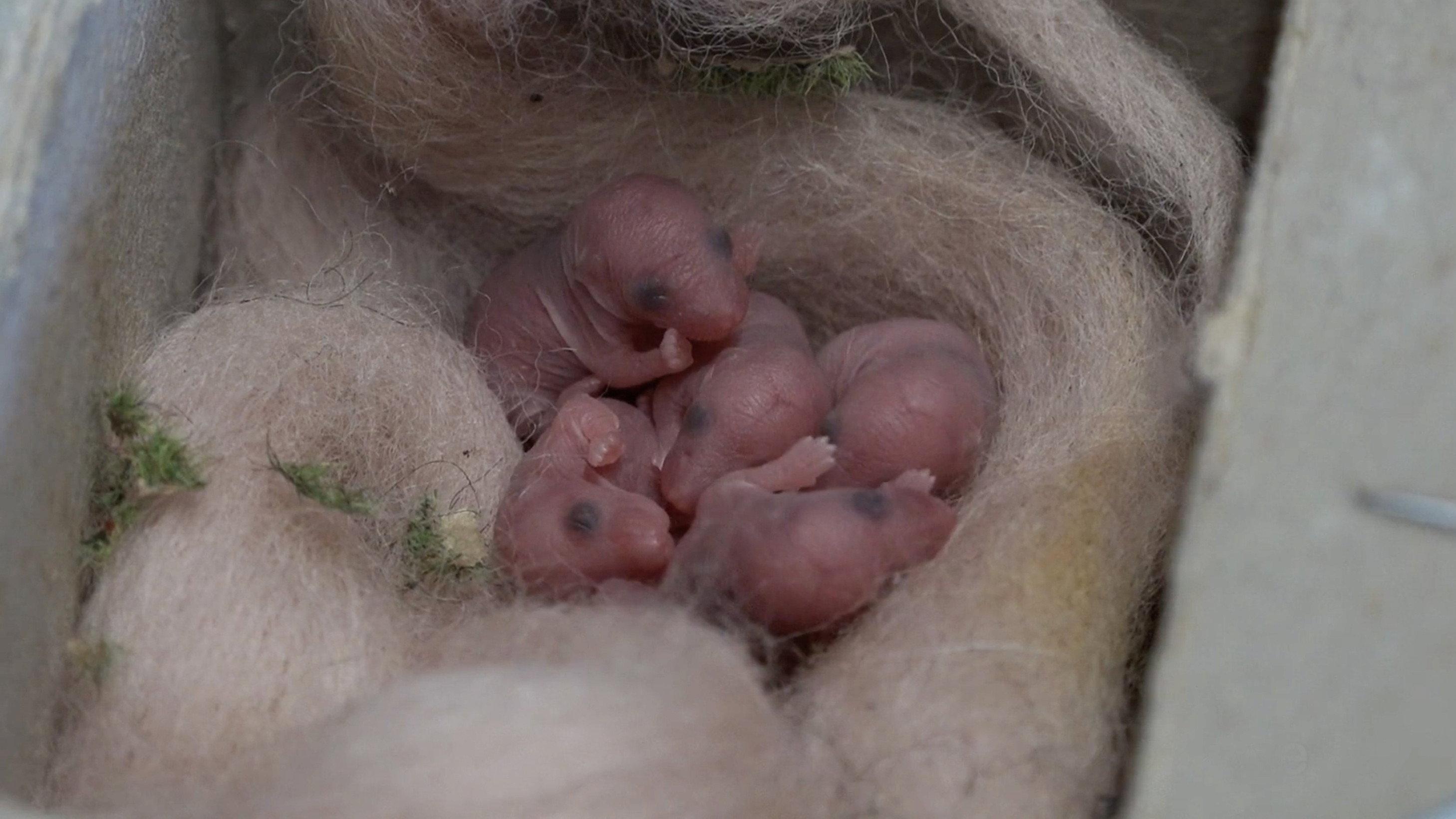 Mice of Rietveld