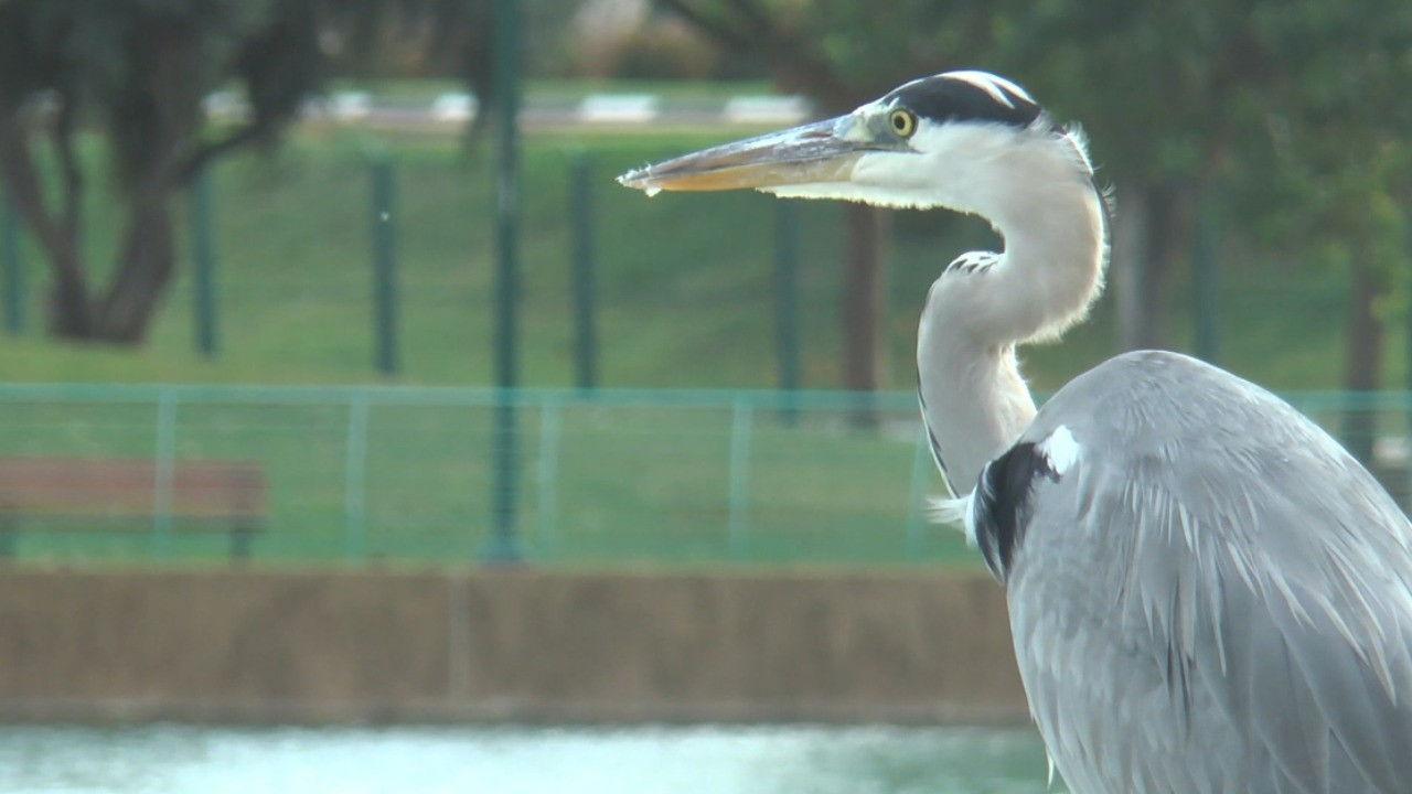 Birds of a Feather Flock Together