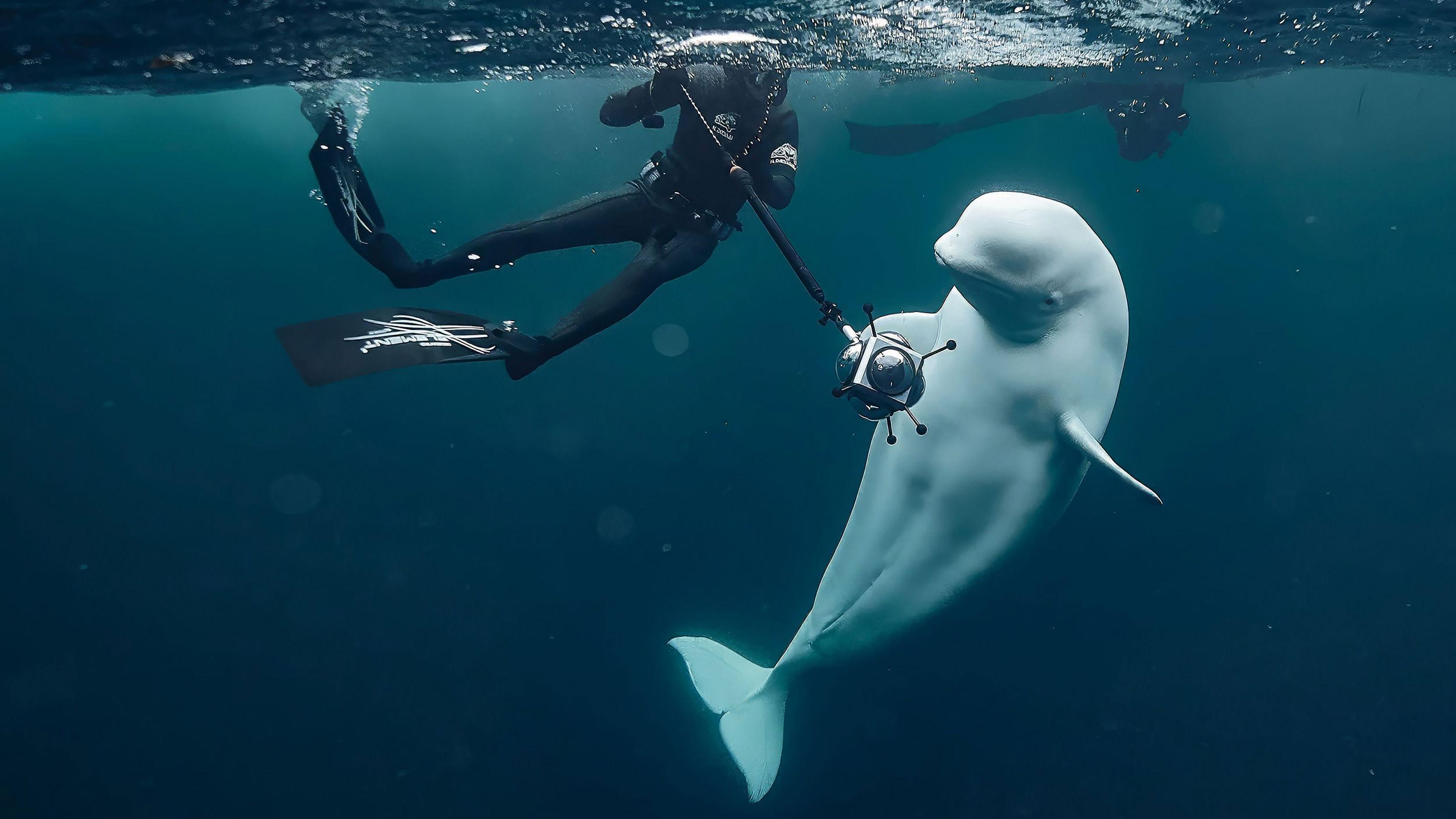 #hvaldimir - La Véritable histoire du béluga espion