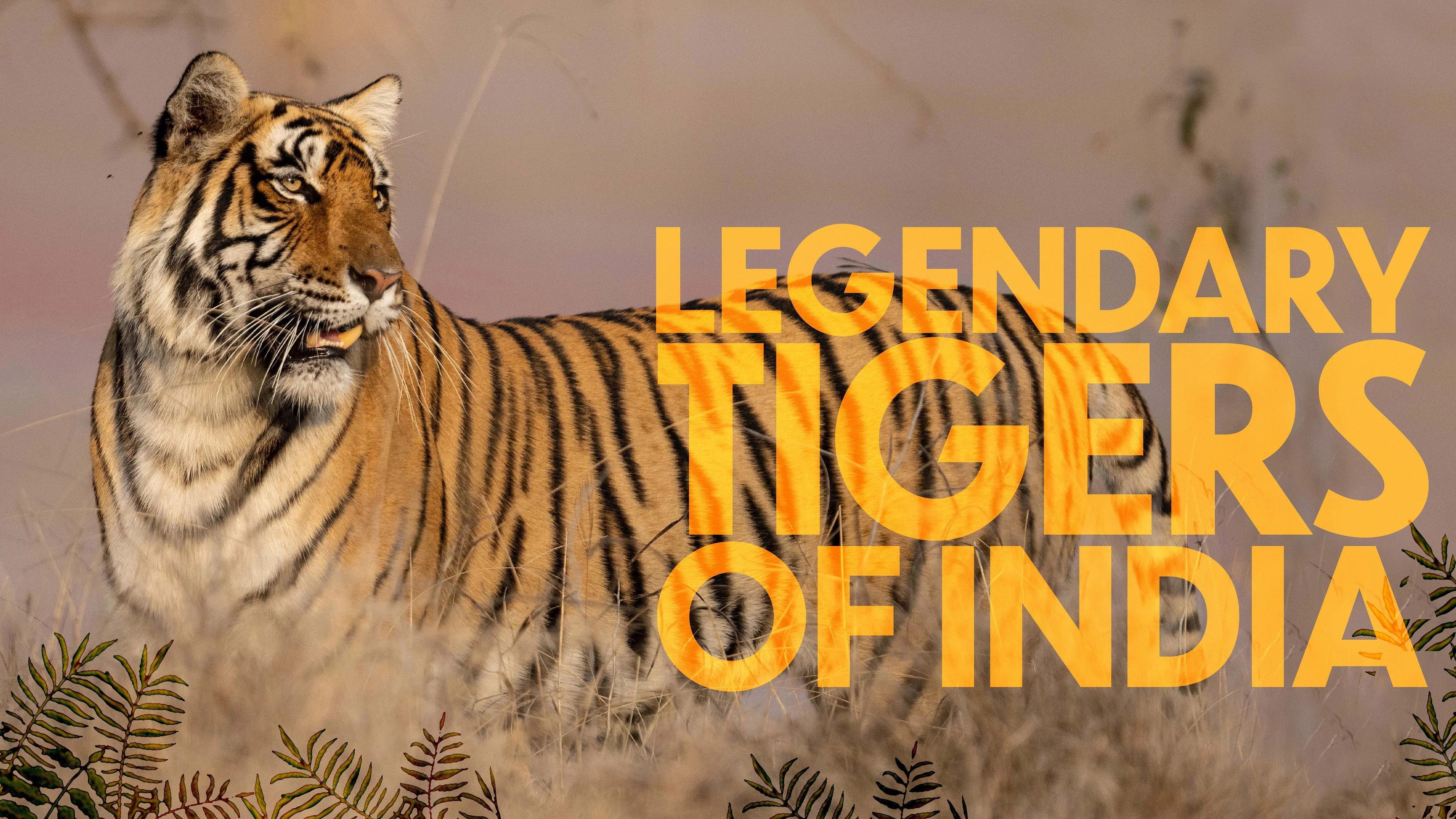 Legendary Tigers of India