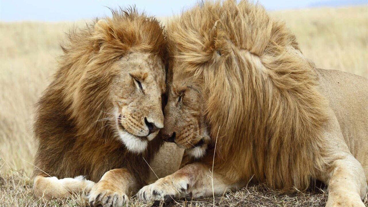 Second Nature: Gender and Sexuality in the Animal World