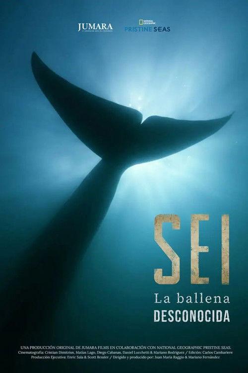 Sei La Ballena Desconocida