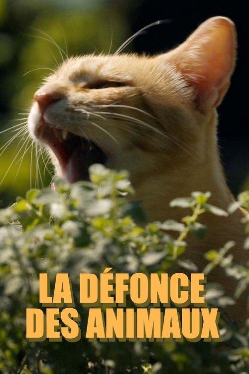 La défonce des animaux
