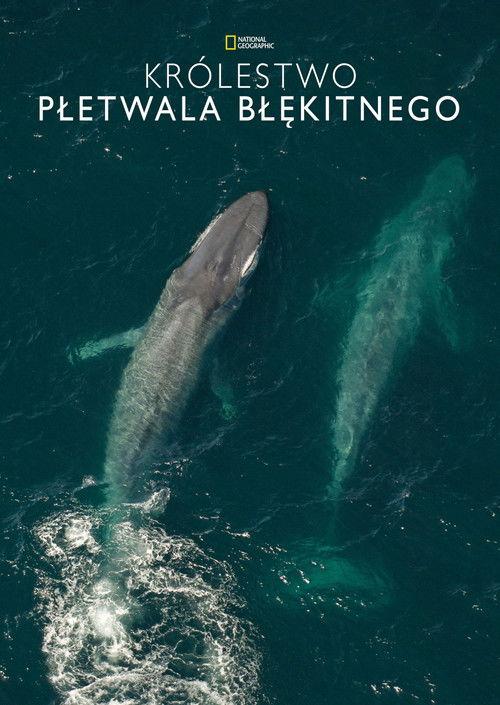 Królestwo płetwala błękitnego