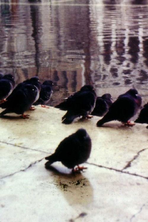 Une ville de la mer ou comment survivre à Venise