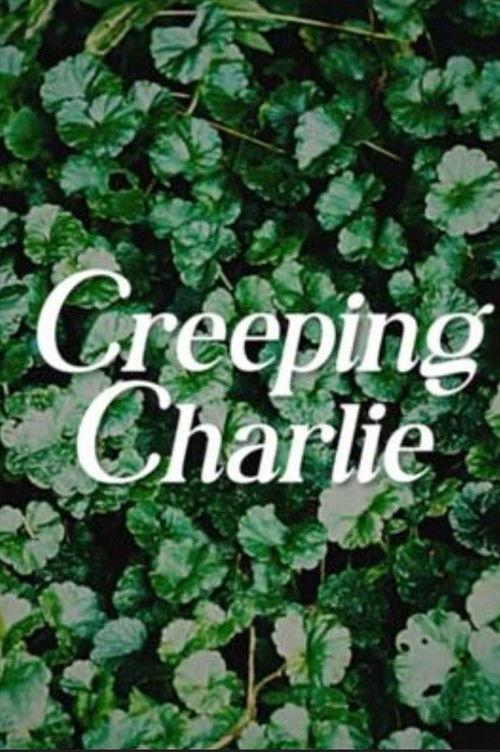 Creeping Charlie